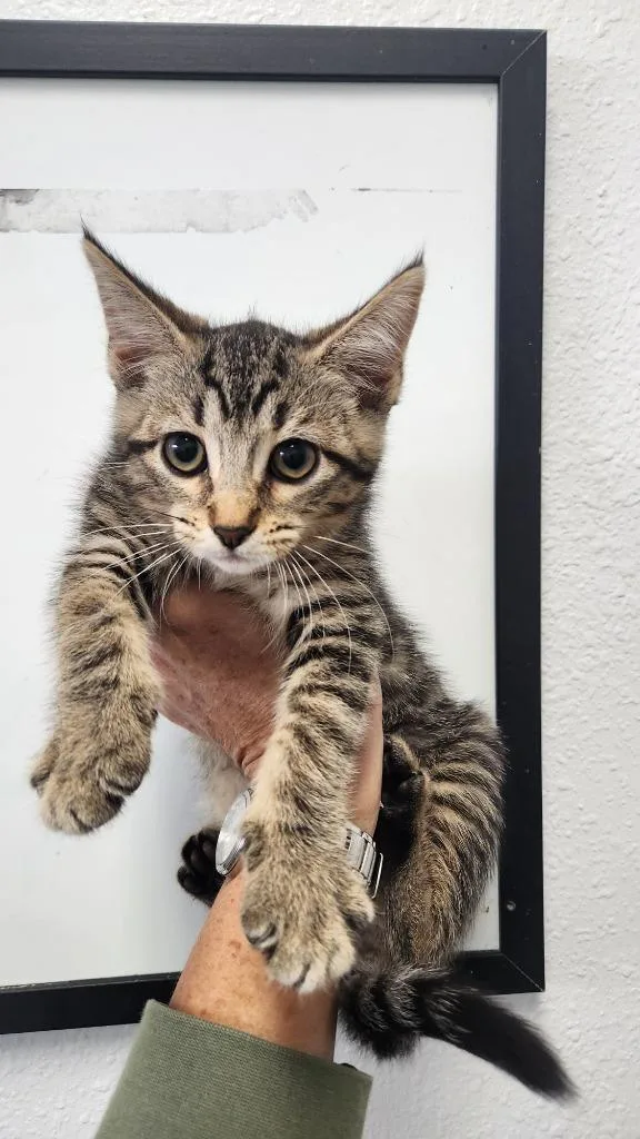 A baby small-sized female Domestic Short Hair cat named Carly for adoption in Brookings, OR