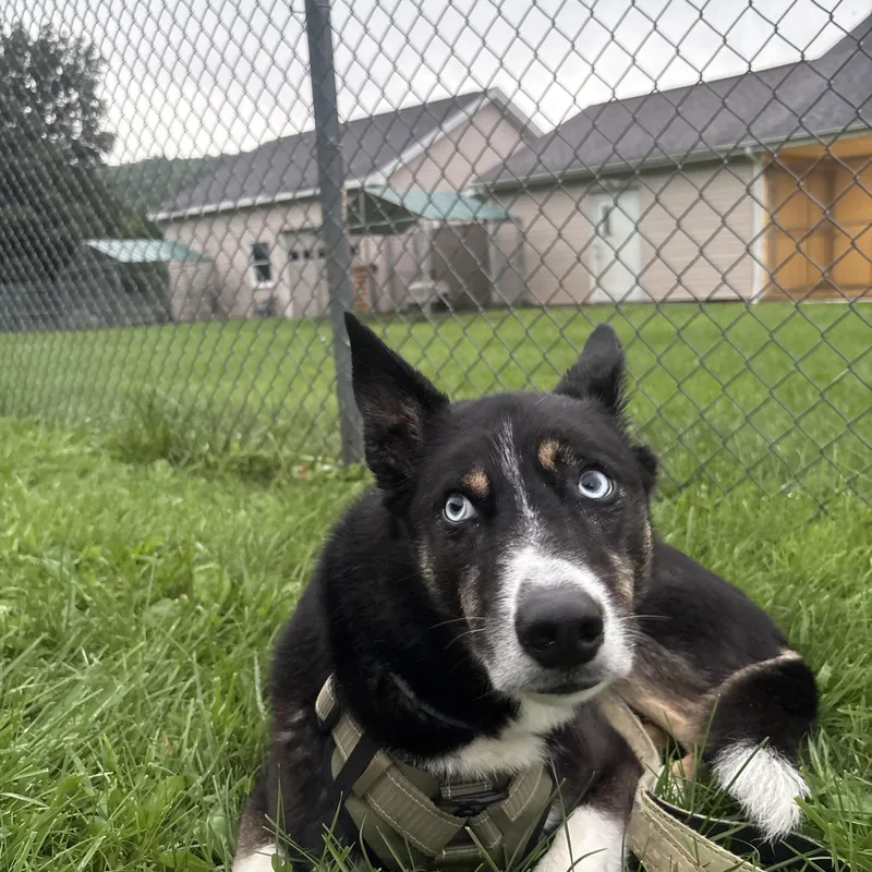 An adult medium-sized male Australian Shepherd dog named Krew for adoption in Indiana, PA