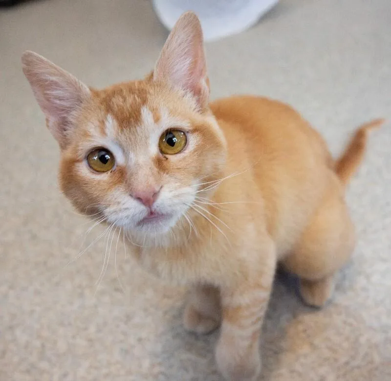 A young small-sized female Orange / Red Domestic Short Hair cat named Nya for adoption in Arlington, WA