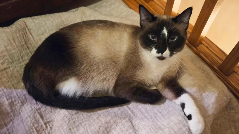A young medium-sized female Siamese cat named Apple for adoption in Sioux Falls, SD