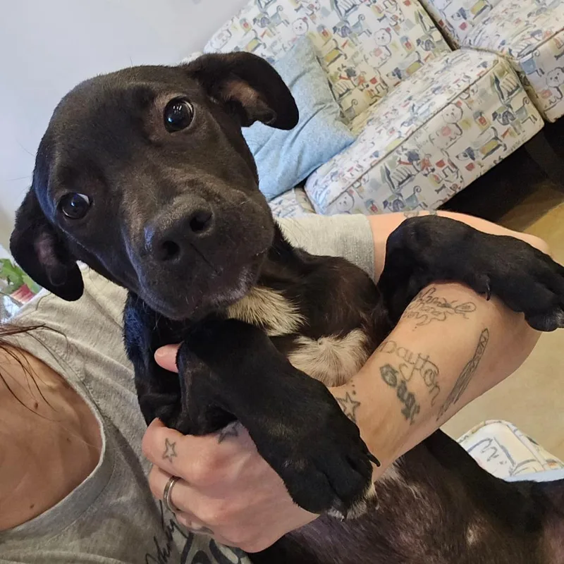 A young small-sized male Black Labrador Retriever dog named Saturday Morning for adoption in West Point, MS