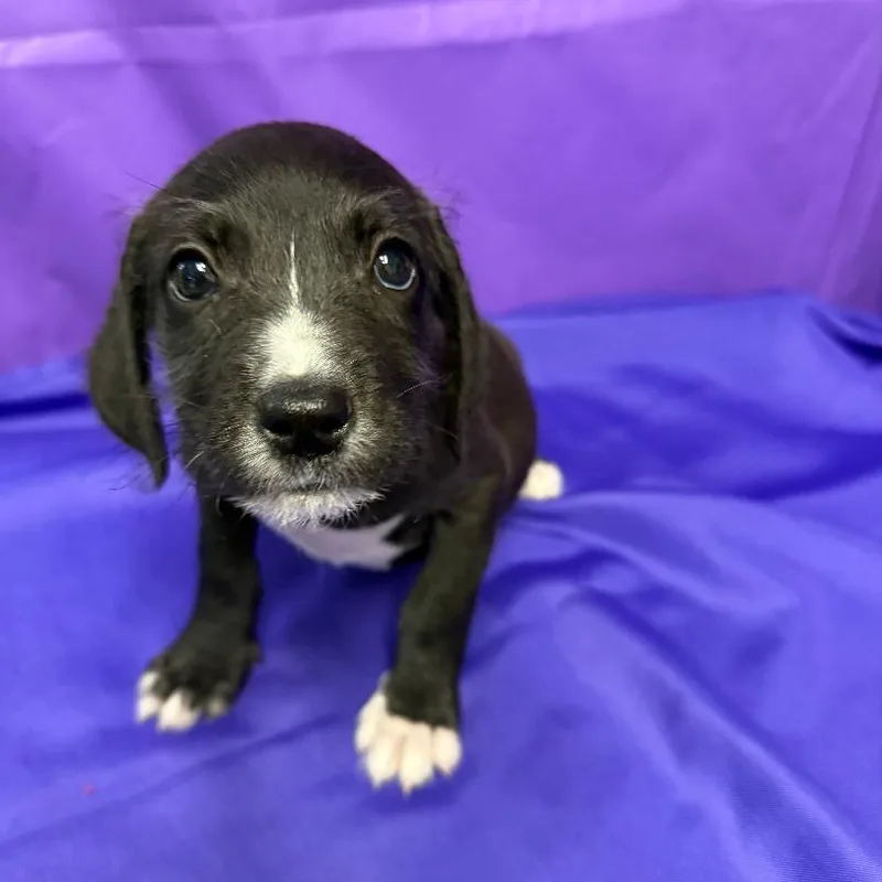A baby small-sized male Black Pit Bull Terrier dog named Chadwick for adoption in North Myrtle Beach, SC