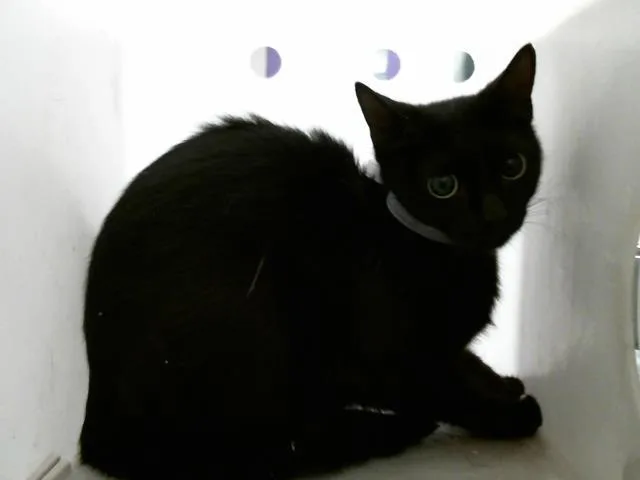 A young medium-sized female Domestic Short Hair cat named A for adoption in Houston, TX