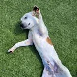 A young medium-sized male White / Cream Australian Cattle Dog / Blue Heeler dog named Romeo for adoption in Commerce, TX
