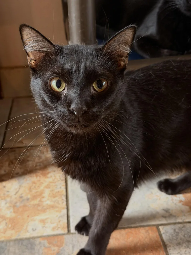 A young small-sized male Black Domestic Short Hair cat named Juicy Fruit for adoption in Capshaw, AL