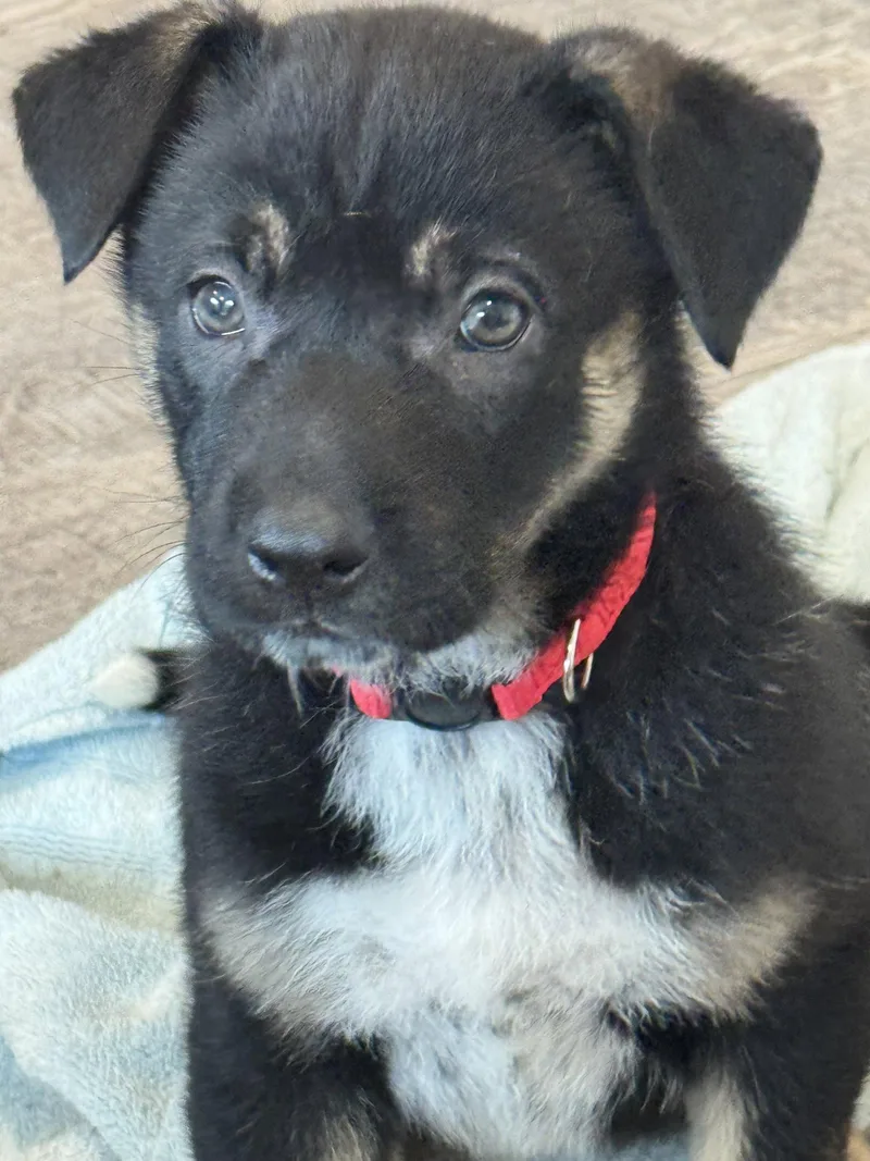 Rosie's Puppy Meadow thumbnail 3