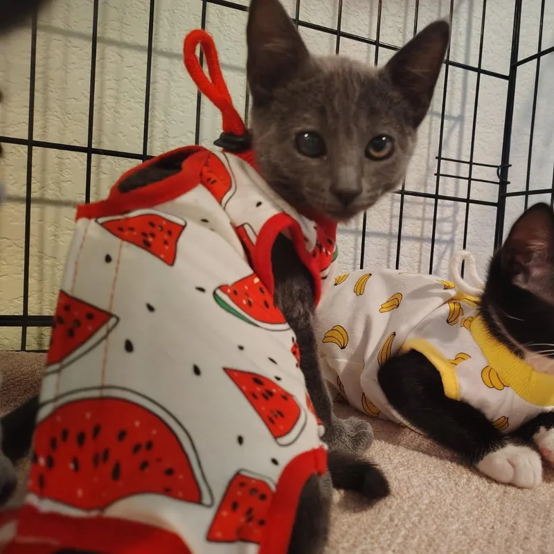 A baby medium-sized male Domestic Short Hair cat named Boise for adoption in Lincoln, CA