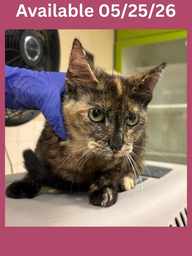 A young medium-sized female Domestic Short Hair cat named Cat Condo for adoption in Greenville, TX