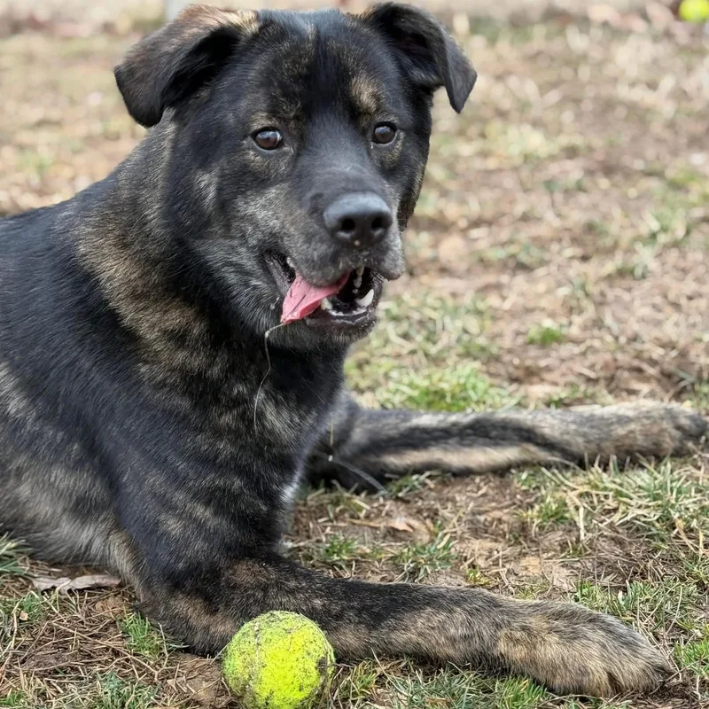 An adult medium-sized male Brindle Mixed Breed dog named Misu for adoption in Manassas, VA