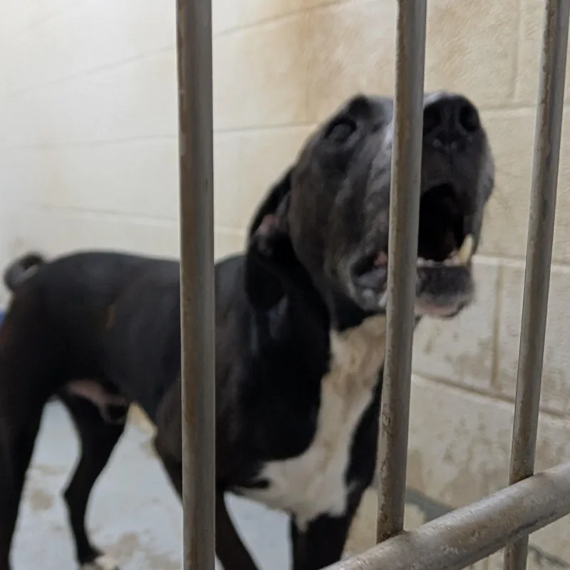 An adult large-sized male Black Labrador Retriever dog named Looking For Owner for adoption in Ravenna, OH