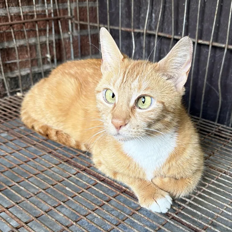 An adult small-sized female Orange / Red Domestic Short Hair cat named Marigold for adoption in Goshen, IN
