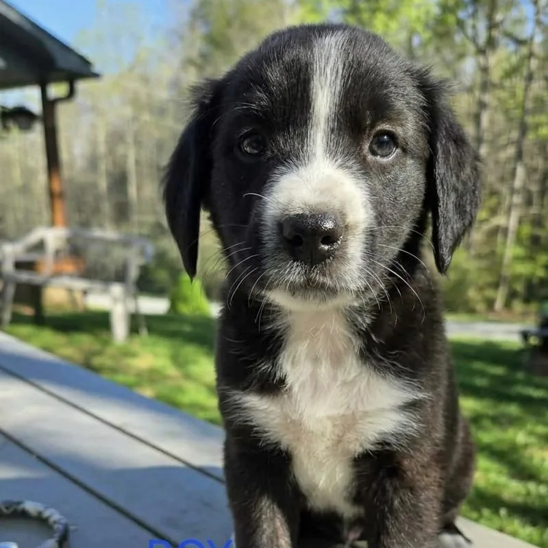 A baby medium-sized male Black Mixed Breed dog named Cody for adoption in Schenectady, NY