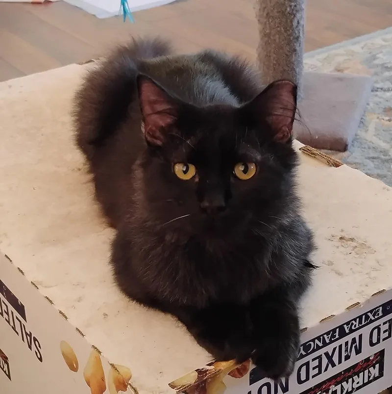 A young large-sized male Domestic Medium Hair cat named Baron for adoption in Fort Lupton, CO