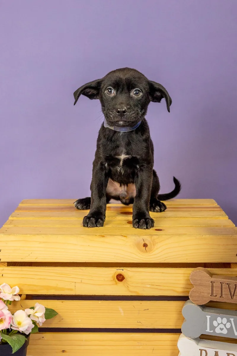A baby medium-sized male Pit Bull Terrier dog named 163-26 for adoption in Brighton, CO