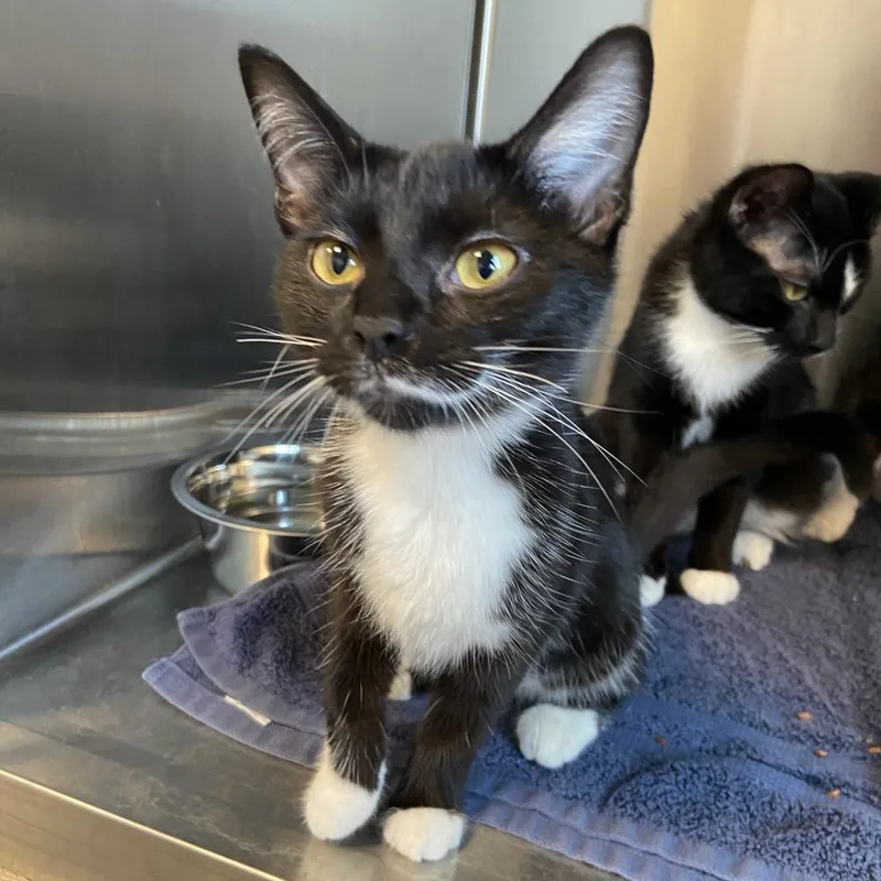 A young medium-sized female Domestic Short Hair cat named Juju for adoption in Washington Township, OH