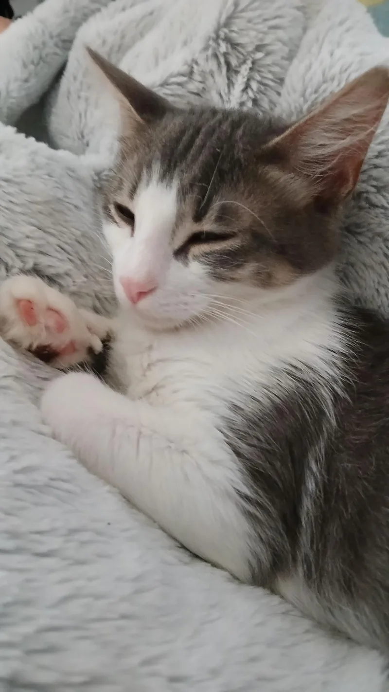 A baby medium-sized male Gray & White Domestic Short Hair cat named Christopher for adoption in Novi, MI