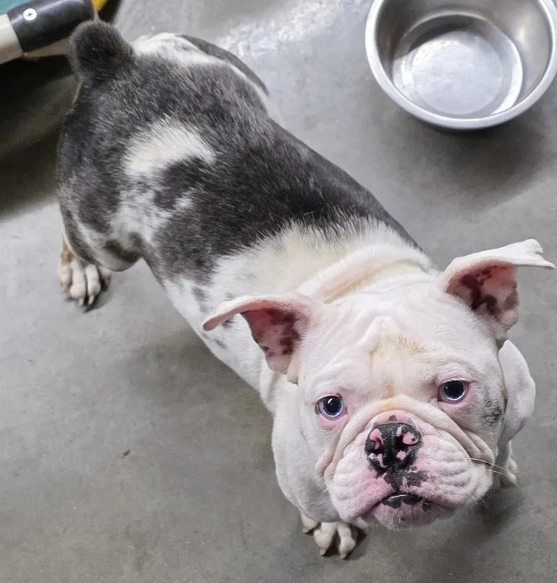 A young medium-sized female White / Cream English Bulldog dog named Georgia for adoption in Momence, IL