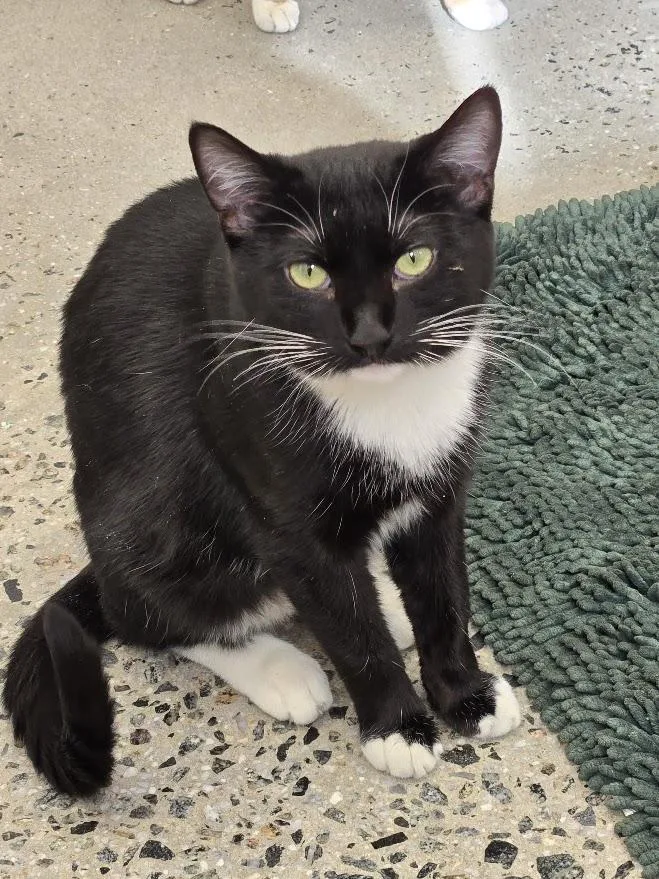 Miss Slinks thumbnail 2