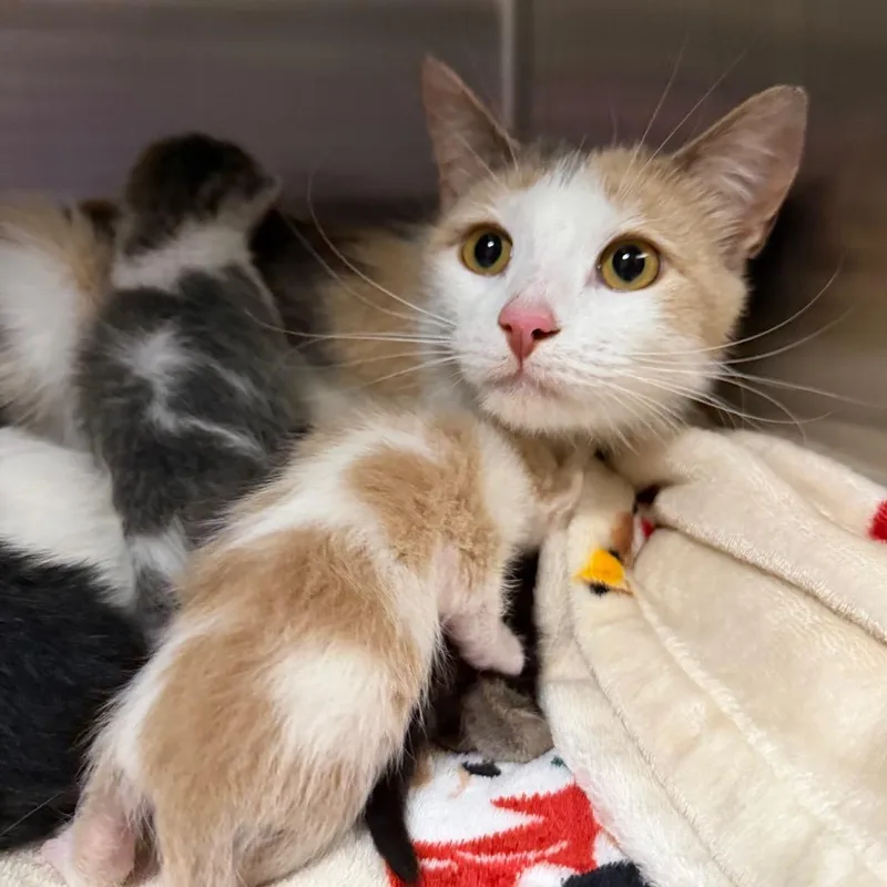 An adult small-sized female Calico Domestic Short Hair cat named Pig for adoption in Cody, WY