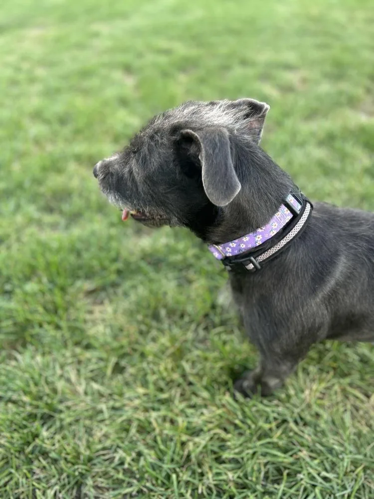 Kona
