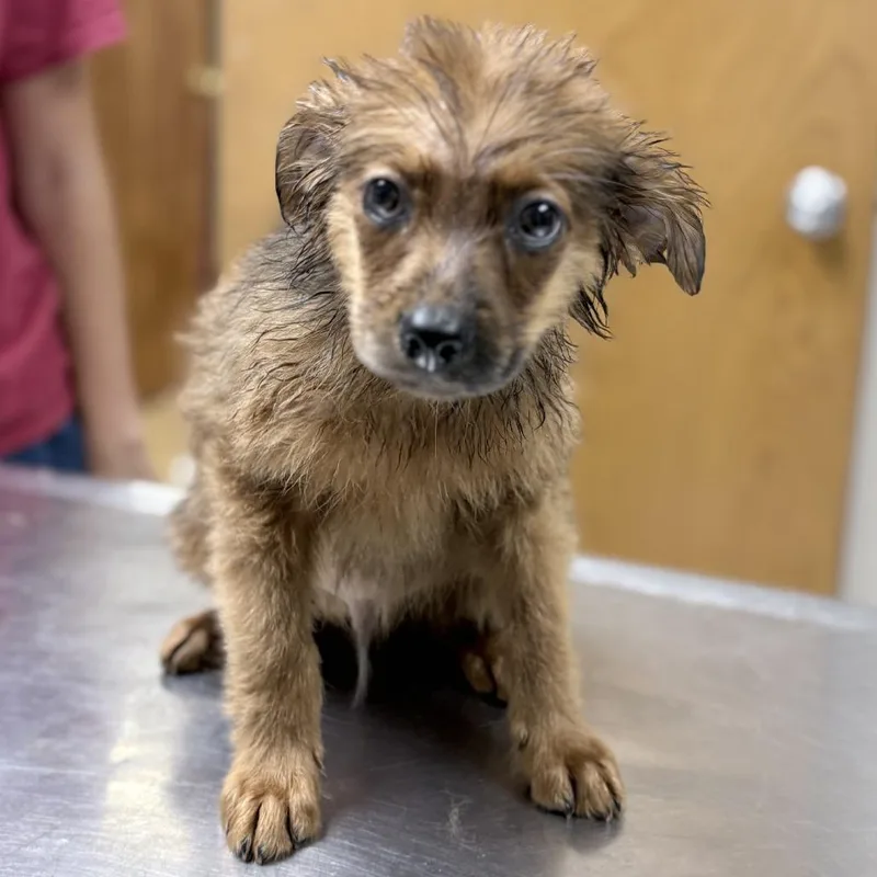 A baby small-sized male Brown / Chocolate Spitz dog named Rigatoni for adoption in Tyler, TX