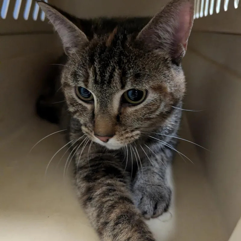 A young large-sized female Brown / Chocolate Domestic Short Hair cat named Zephyr for adoption in Charlottesville, VA