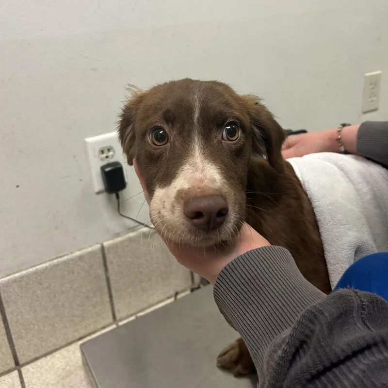 A young medium-sized female Red / Chestnut / Orange Mixed Breed dog named Jackpot for adoption in Charleston, WV
