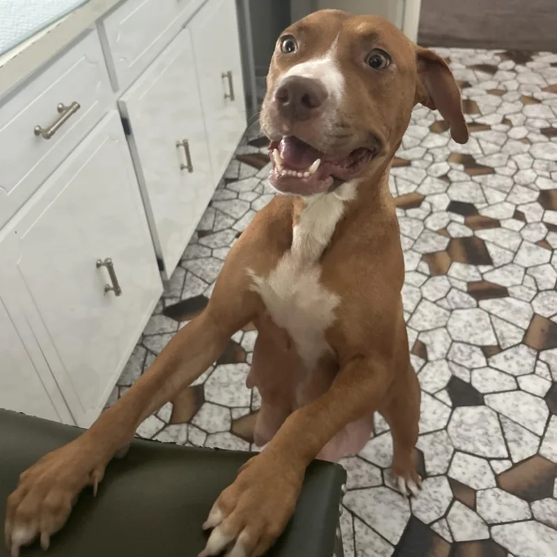 An adult medium-sized female Red / Chestnut / Orange Mixed Breed dog named Honey for adoption in West Palm Beach, FL