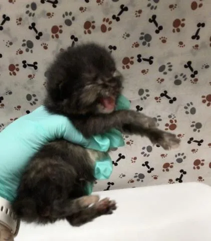 A baby small-sized female Domestic Short Hair cat named Arabella for adoption in Riverside, CA