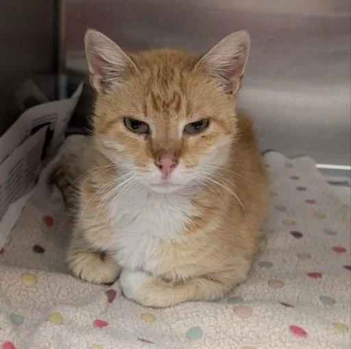 A young medium-sized female Domestic Short Hair cat named Cathy for adoption in San Antonio, TX