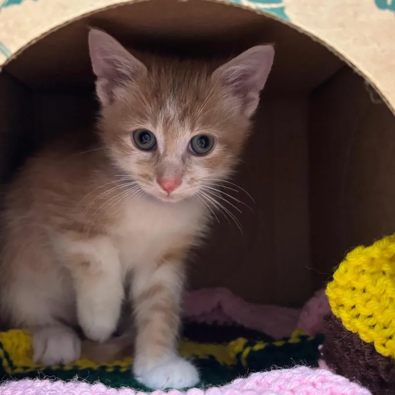 A baby small-sized male Buff / Tan / Fawn Domestic Short Hair cat named Freddy for adoption in Fairport, NY