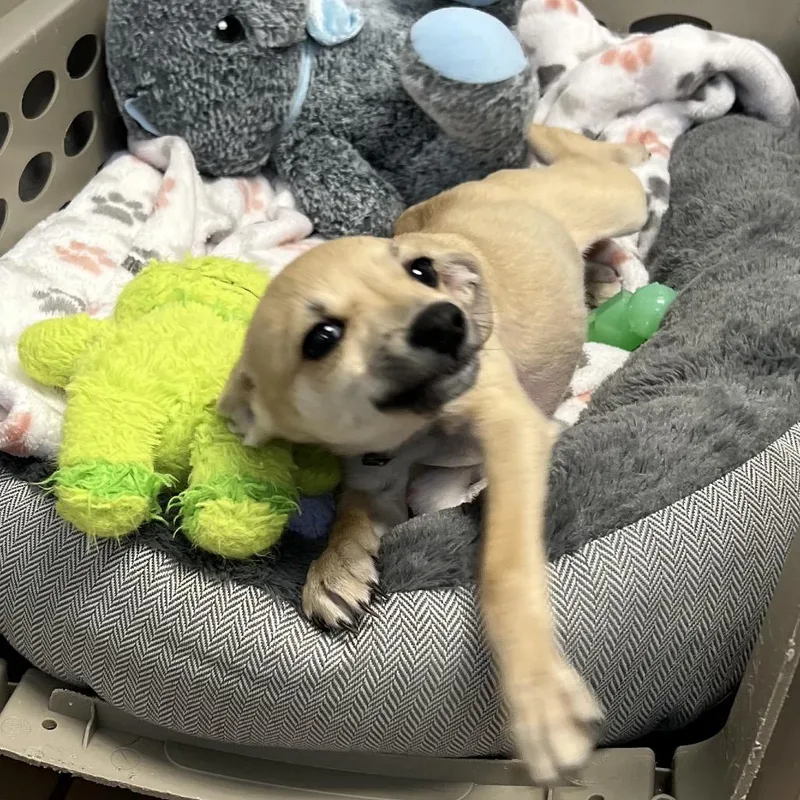 A baby small-sized male Yellow / Tan / Blond / Fawn Mixed Breed dog named Yote for adoption in New York, NY