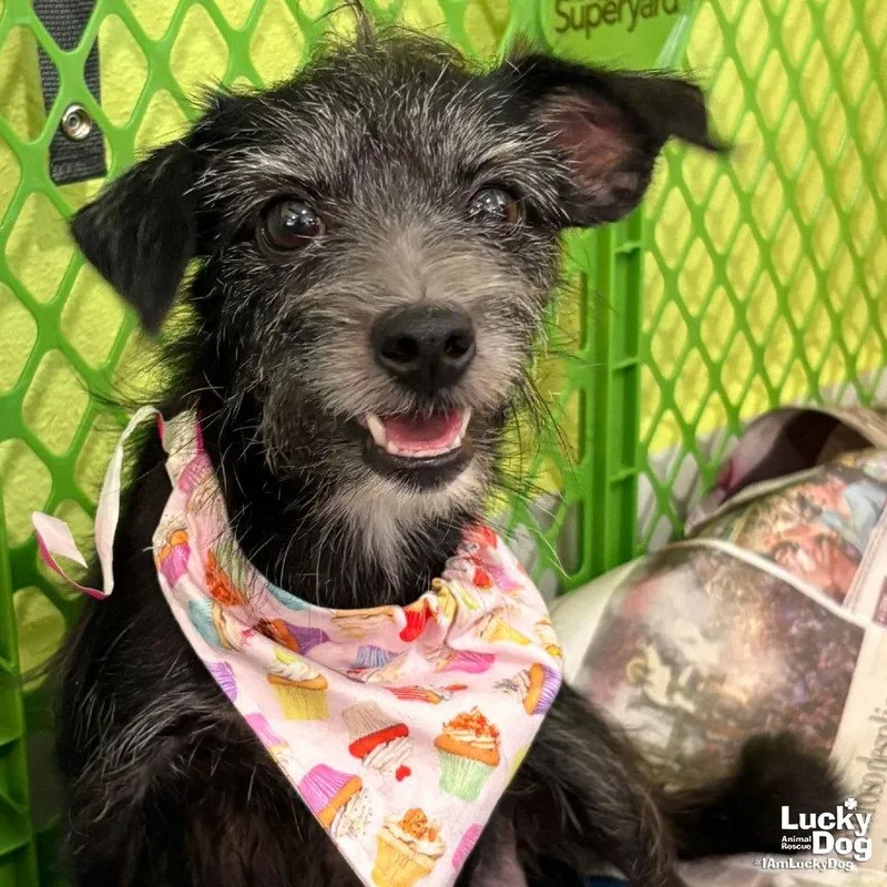 An adult small-sized female Terrier dog named Bean for adoption in Washington, DC