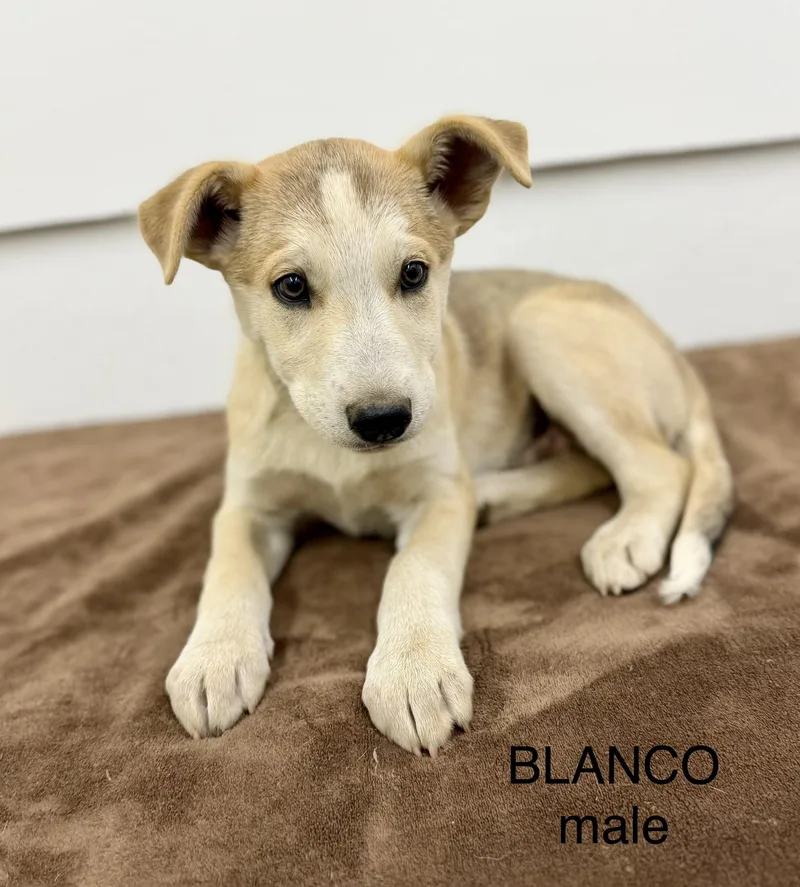 Blanco thumbnail 3