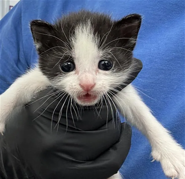 A baby medium-sized female Domestic Short Hair cat named Max for adoption in Dallas, TX