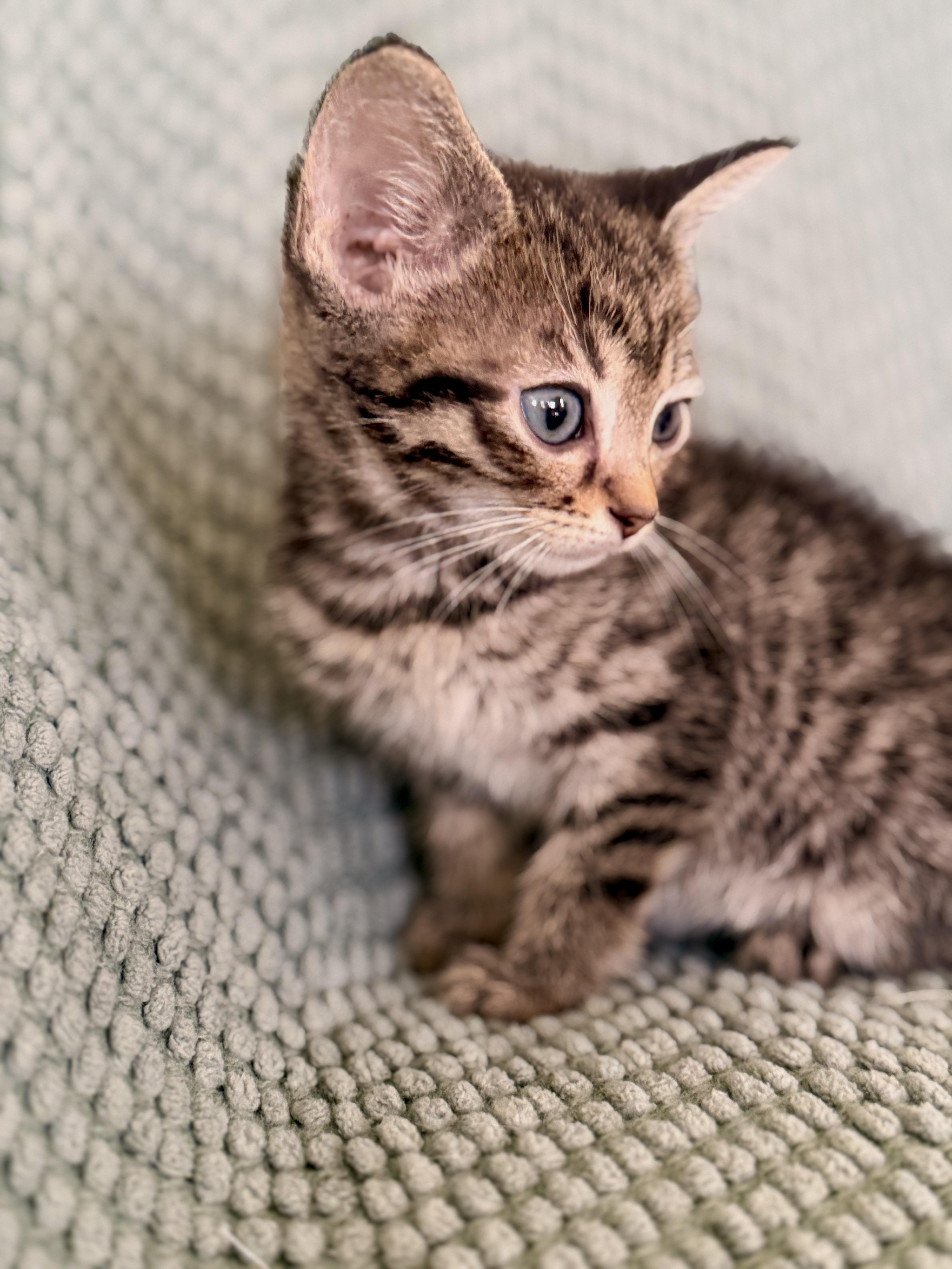 A baby medium-sized male Tabby (Tiger Striped) Domestic Short Hair cat named Baron for adoption in Gradyville, KY
