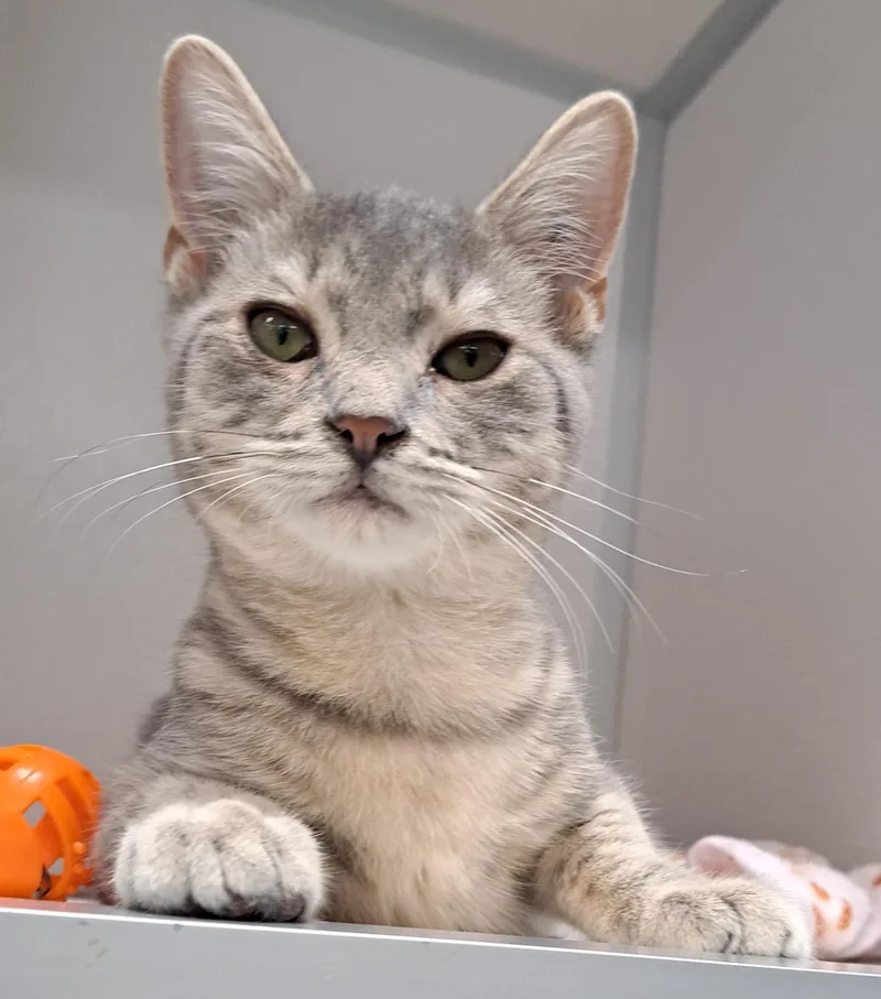 A baby medium-sized male Tabby (Gray / Blue / Silver) Domestic Short Hair cat named Taz for adoption in Manning, SC
