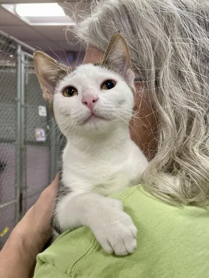 A baby small-sized female Domestic Short Hair cat named Drucilla for adoption in Annapolis, MD