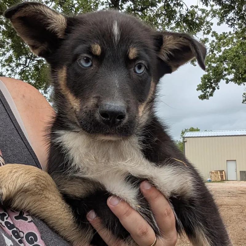 A baby medium-sized female Black Husky dog named Dawn for adoption in Buchanan Dam, TX