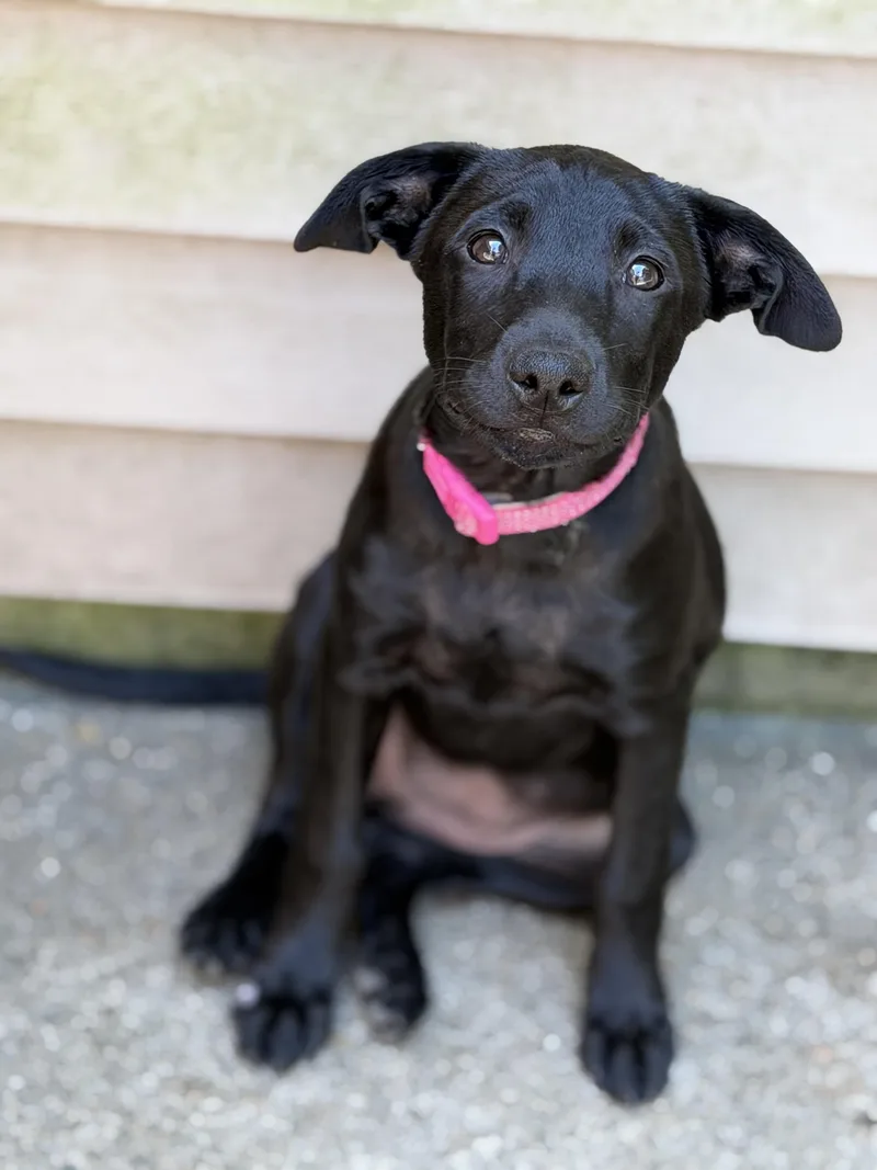 A baby medium-sized female Black Labrador Retriever dog named Mia for adoption in Jeffersonville, IN