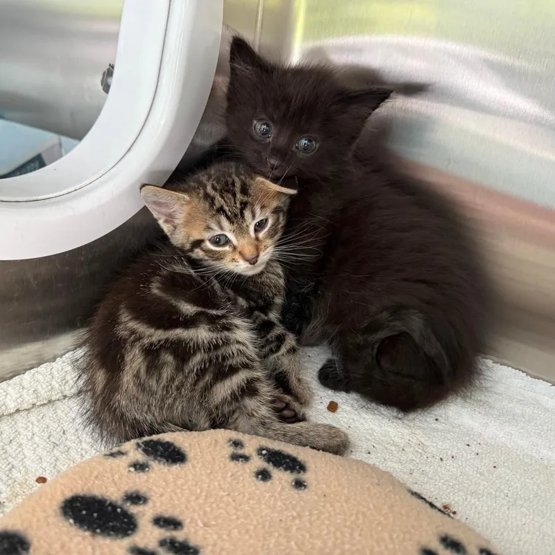 A baby small-sized female Black Domestic Short Hair cat named Colleen for adoption in New Fairfield, CT