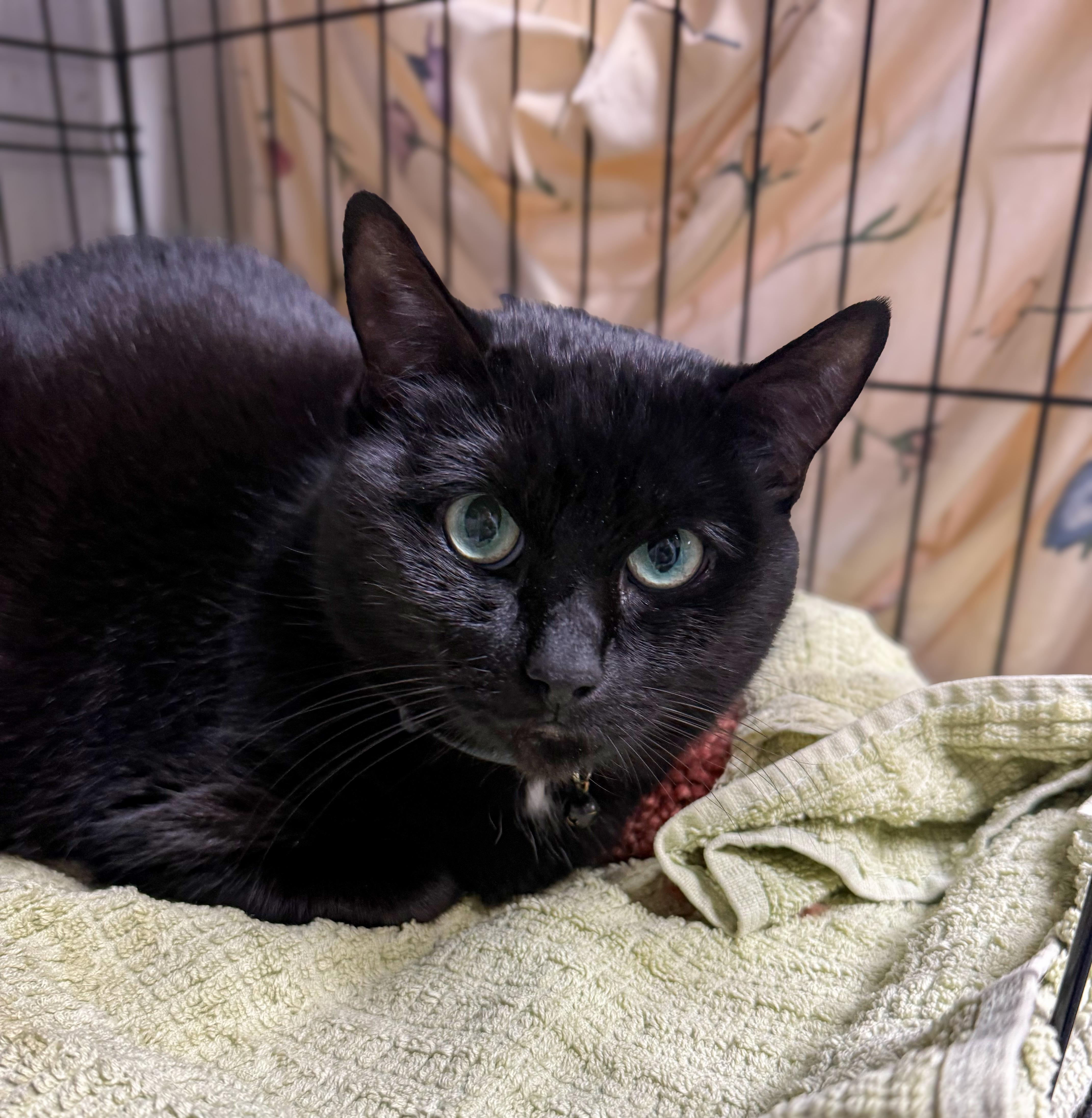 A senior medium-sized female Black Domestic Short Hair cat named Rhiannon for adoption in Columbia, SC