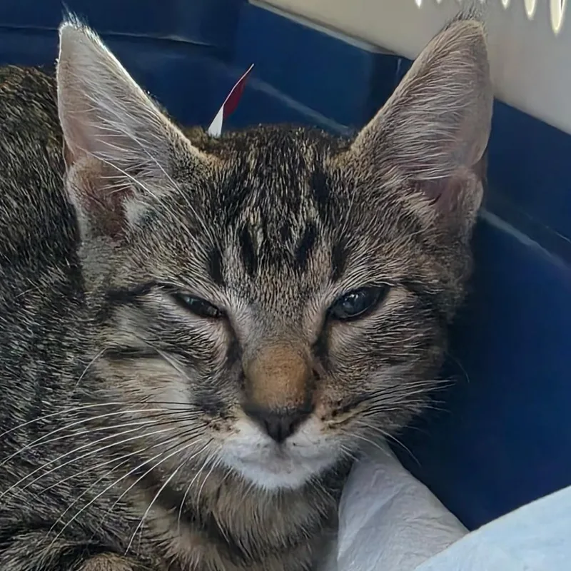 A baby small-sized female Black Domestic Short Hair cat named Courtney for adoption in Leander, TX