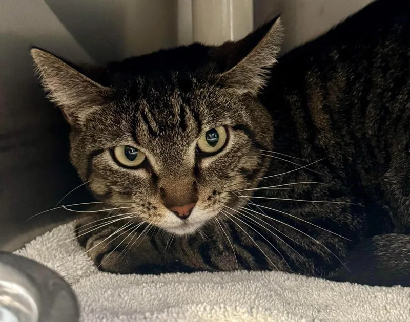 An adult medium-sized female Domestic Short Hair cat named Tiger for adoption in Gillette, WY