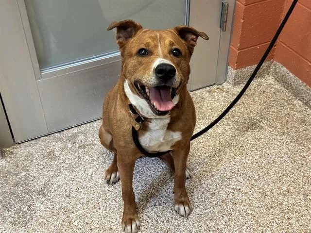 An adult medium-sized female Pit Bull Terrier dog named Moana for adoption in Pueblo, CO