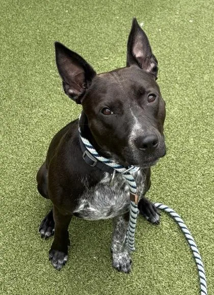 An adult large-sized male Pit Bull Terrier dog named Zeus Alexander for adoption in Fishers, IN