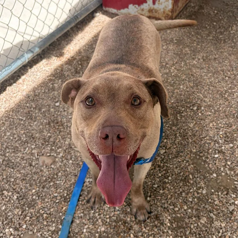 An adult medium-sized male Yellow / Tan / Blond / Fawn Mixed Breed dog named Potato K for adoption in Union, MO