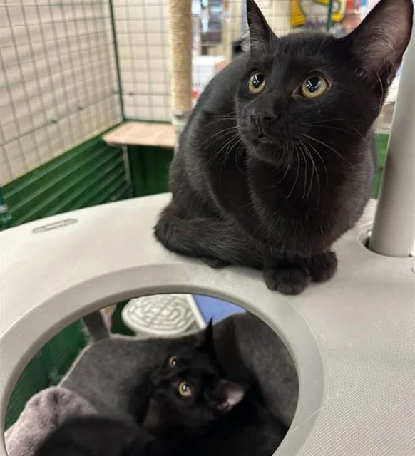 A baby small-sized female Domestic Short Hair cat named Janice for adoption in Anchorage, AK