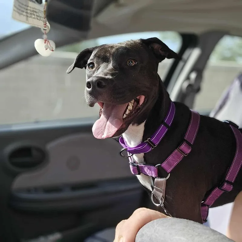 Sapphire thumbnail 2