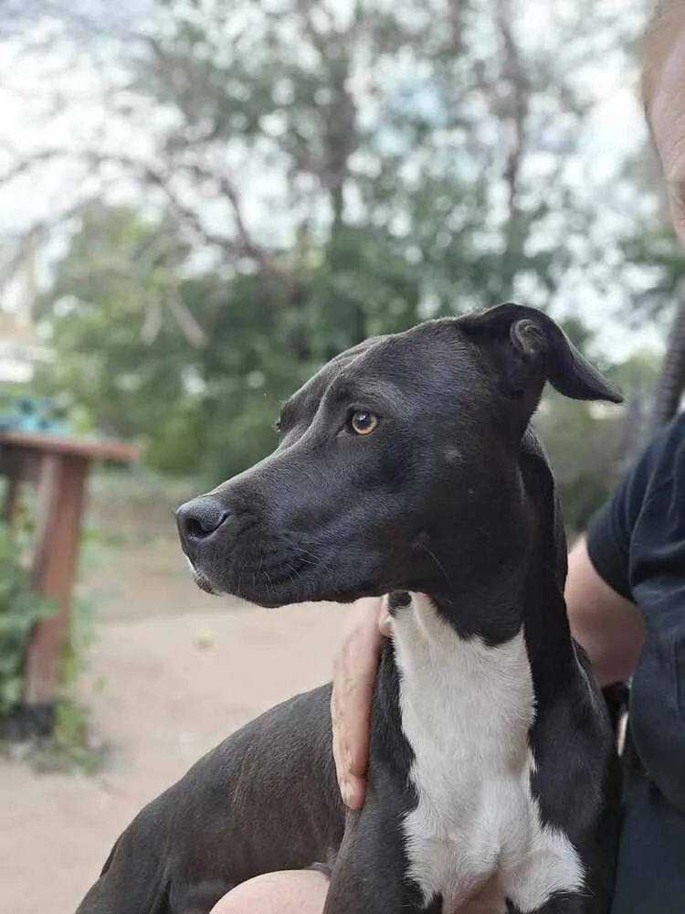 Sapphire thumbnail 4